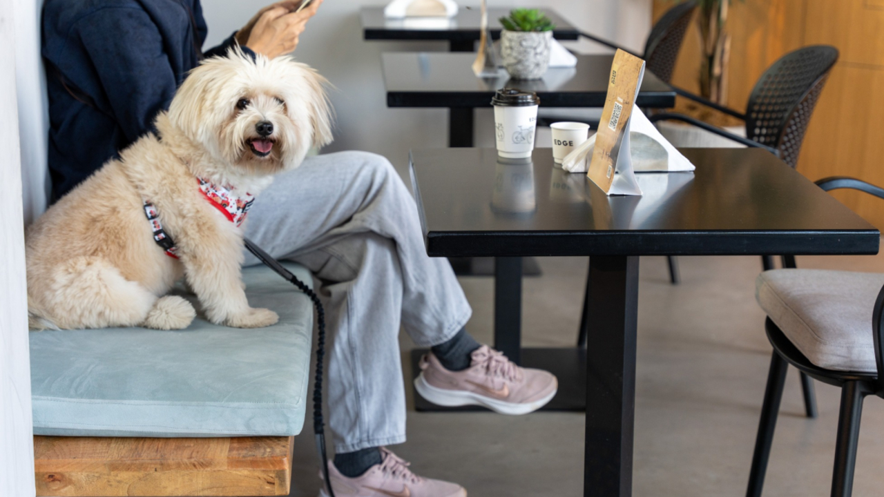 Top 10 Dog friendly Restaurants to Visit