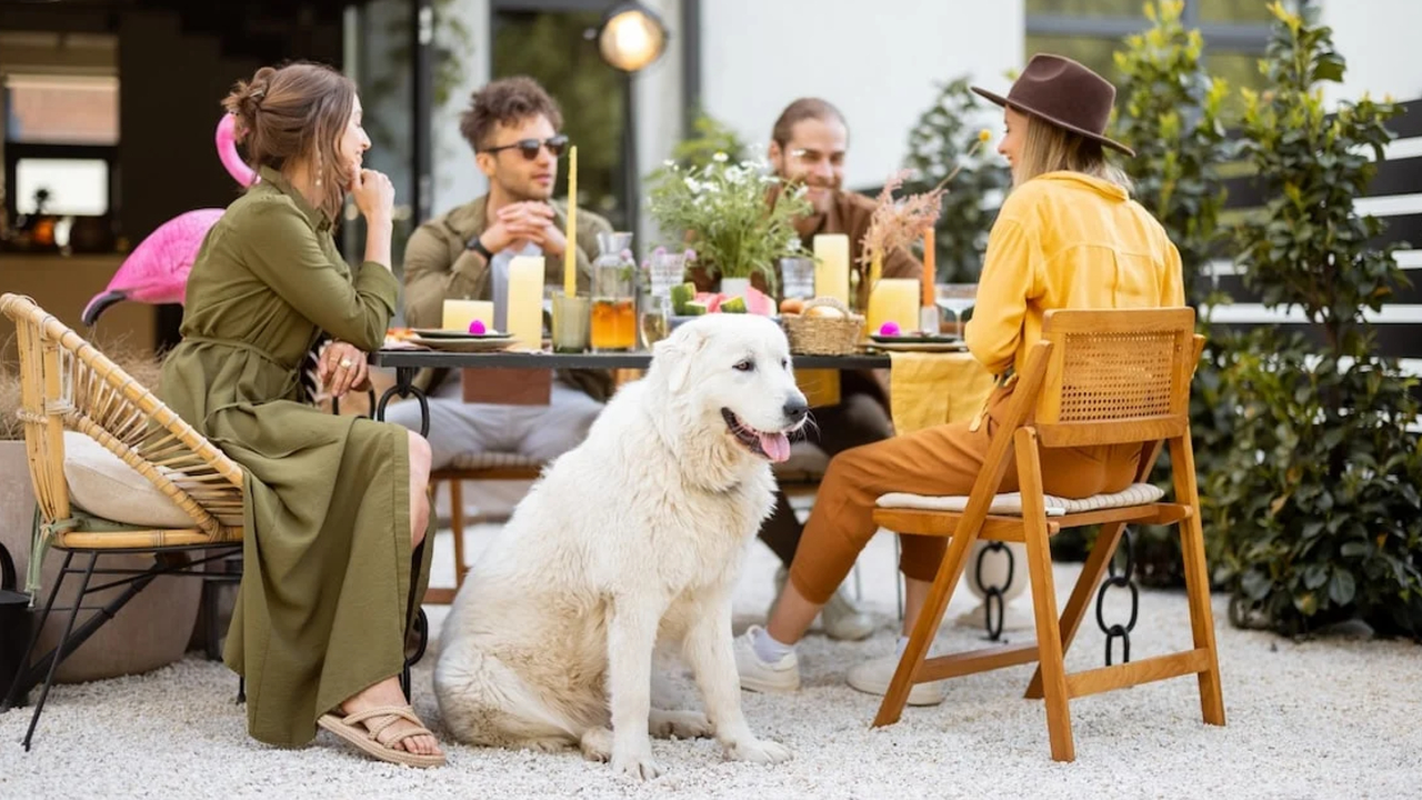 Top Dog-Friendly Restaurants to Visit